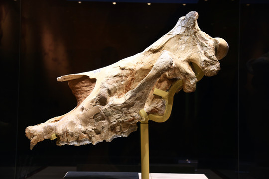 古动物化石