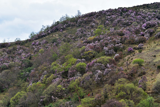 大凉山谷克德杜鹃花索玛花