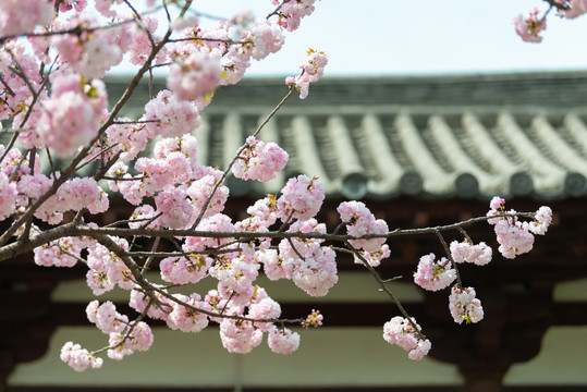 青龙寺樱花