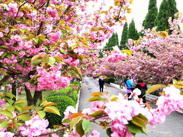 周恩来纪念馆樱花路