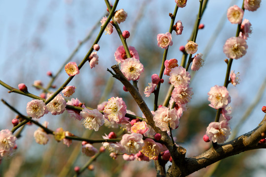 梅花