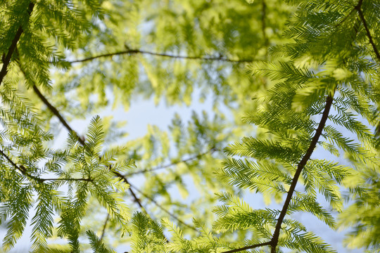 阳光水杉树叶