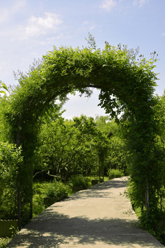蔷薇植物拱门