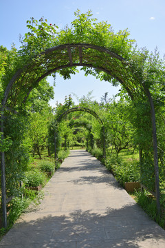 蔷薇植物拱门