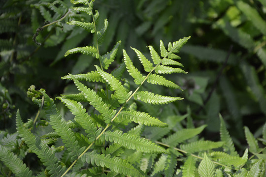 蕨类植物