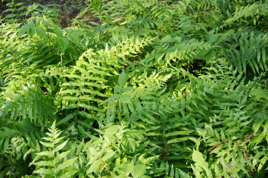 蕨类植物