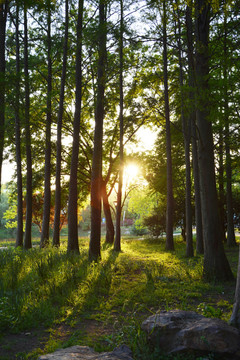 黄昏阳光树林
