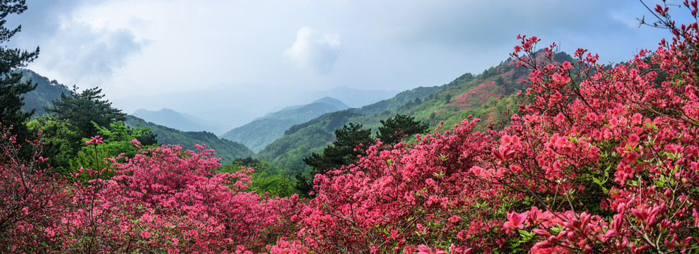 杜鹃花海