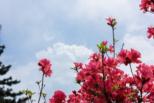 杜鹃花