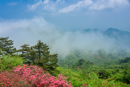 山中杜鹃花