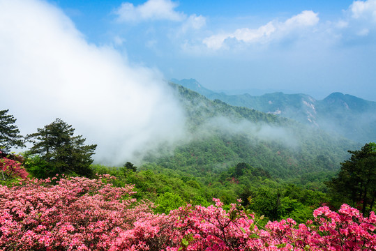 山中杜鹃花