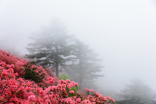雾中赏杜鹃花