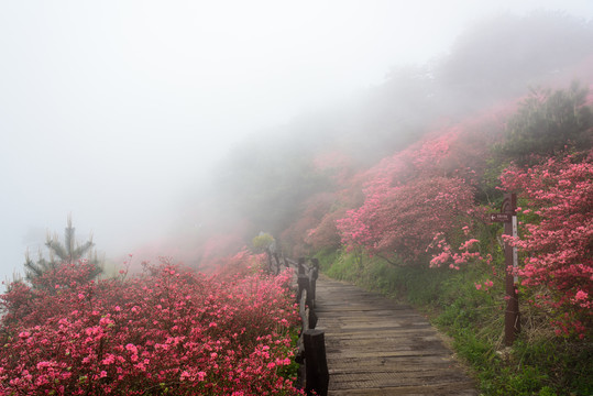 雾中赏杜鹃花