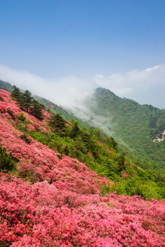 杜鹃花花海