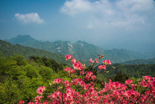 杜鹃花