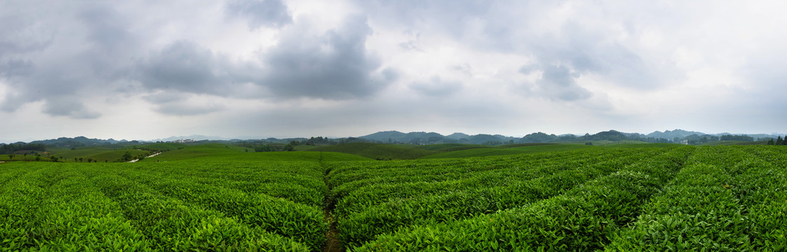 湄潭茶海