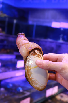 小象拔蚌