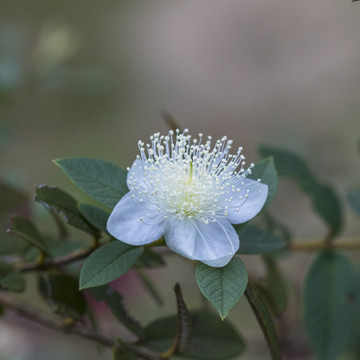 石榴花