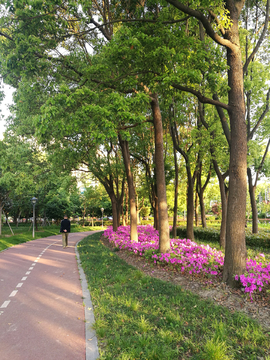 城市绿化步行道