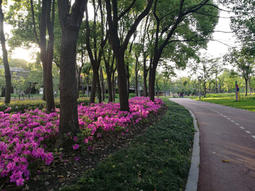 城市绿化步行道