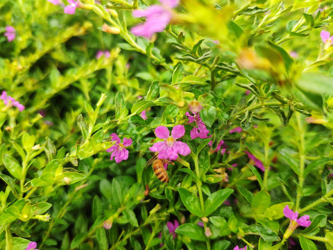 雪茄花