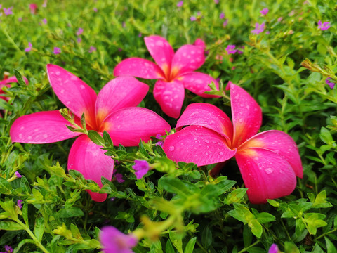 落花特写