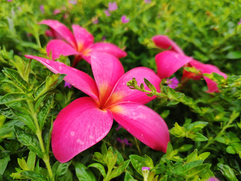 红花鸡蛋花