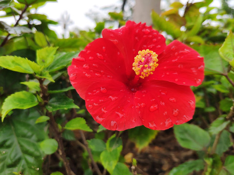 扶桑花