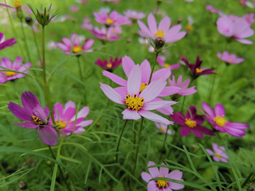 格桑花