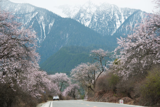 318国道西藏林芝桃花