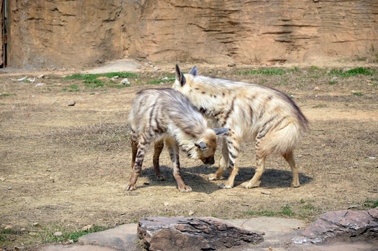 动物鬣狗
