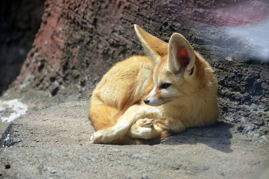 动物耳廓狐
