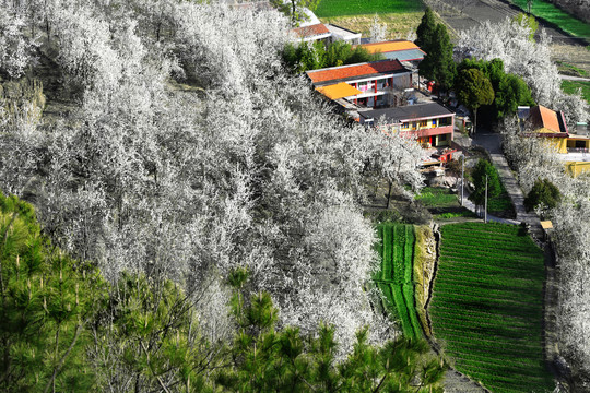 四川金川梨花