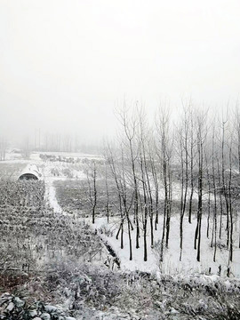 雪景