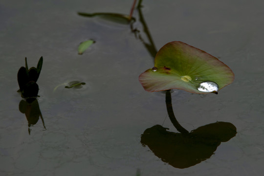 贵阳花果园小车河雏荷