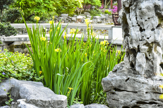 黄花鸢尾