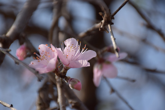 桃花