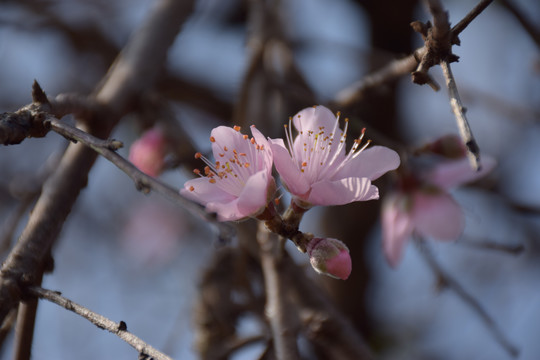 桃花