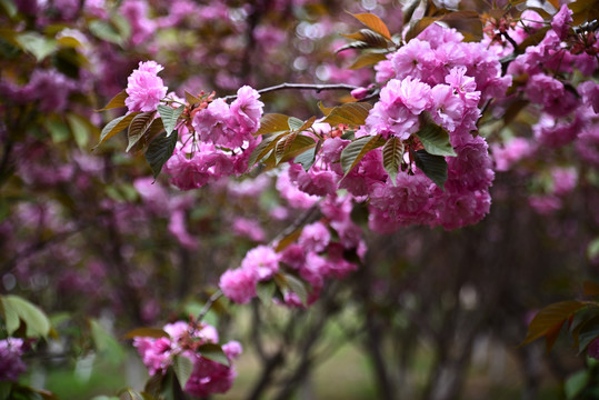 樱花烂漫