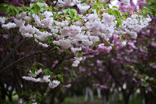 樱花烂漫