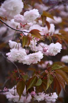 樱花烂漫