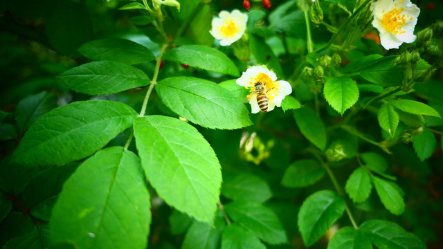 蔷薇花蜜蜂