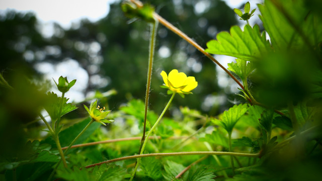 虎爪菜