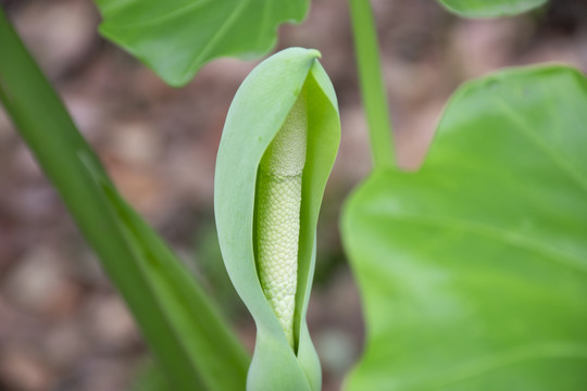 滴水观音开花