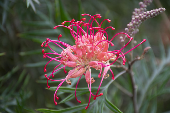 银桦花