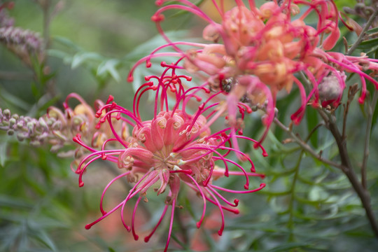 银桦开花