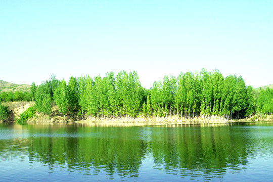 绿树风景