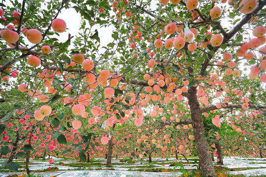苹果园丰收