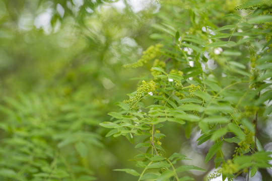 皂角树绿叶和花