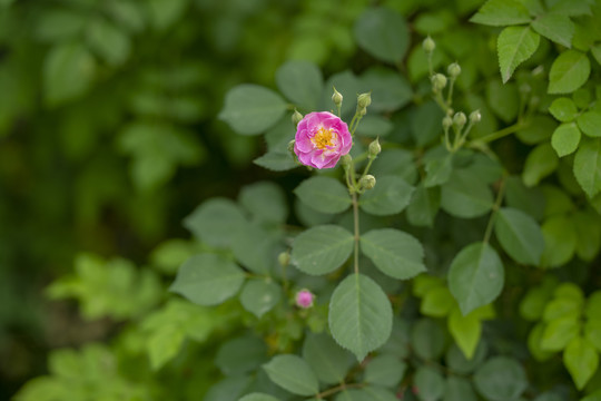 一朵蔷薇花
